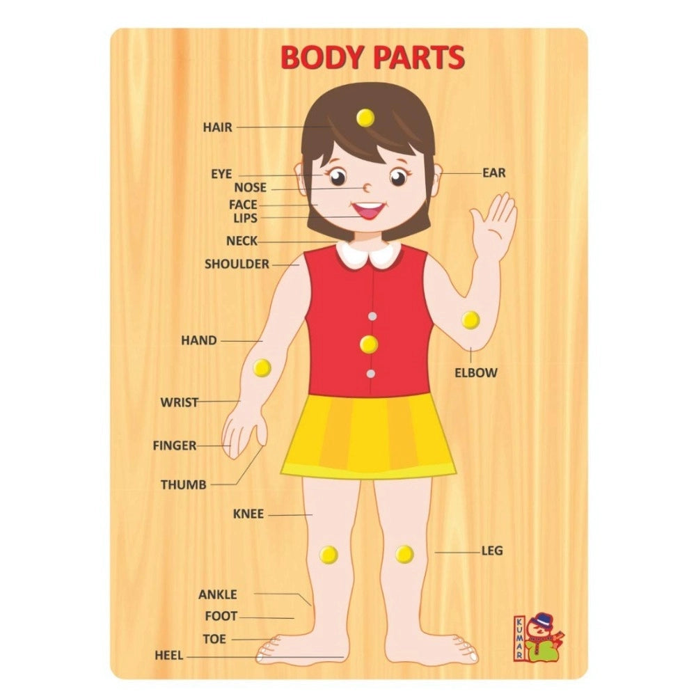Body Parts – 3+ Years